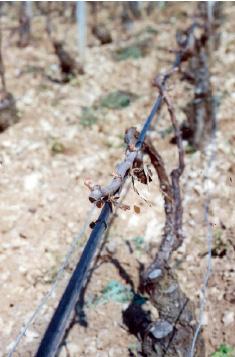 Cavi scaldanti autoregolanti CABT-Vigneti -TECHNITRACE