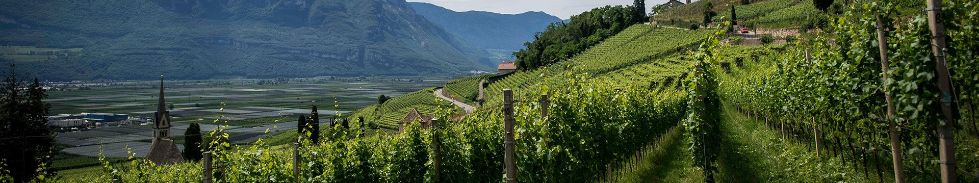 Cavo di protezione dal gelo per Vigneti – Italia – TECHNITRACE